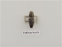 藏品(叩頭蟲(1))的圖片